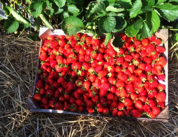 Átlagos lehet az idei szamócatermés, májusban várhatóan csökken az ára