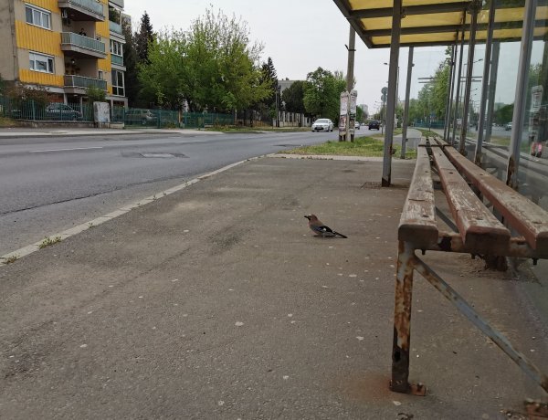 Kismadár várakozott szombat délelőtt a buszmegállóban - Vajon a buszra várt?