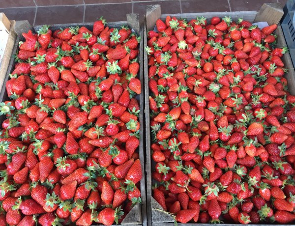 Végre megérkezett a várva várt magyar eper! Idén az egeket veri majd a gyümölcsök ára