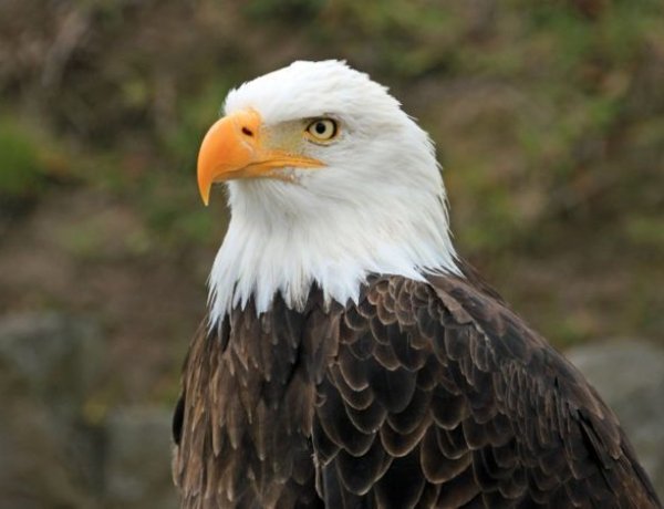 A szokásosnál is súlyosabb idén a tavaszi ragadozómadár-mérgezési hullám