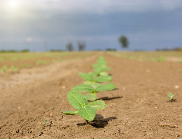 Aszályos tavasz – Egy teljes évnyi csapadék hiányzik a talajból