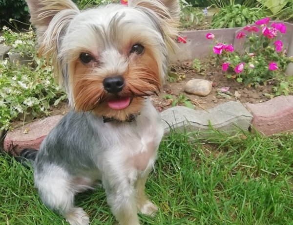 Elolvad a szív a kis Molly láttán! Ő lett az egyik legcukibb, be is zsebelte a nyereményt