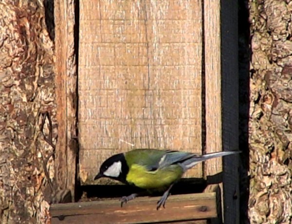 Természetvédelmi károkkal járnak a költési időszakban a bokor- és fakivágások