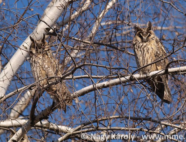 Elkészült a telelő erdei fülesbaglyok 2020-as országos lakossági felmérésének összesítése