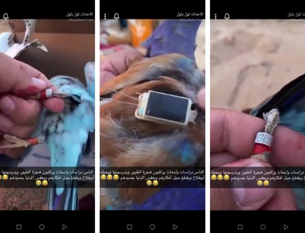 Jeladós szalakótát lőttek le Szaúd-Arábiában - Pápaszemes bülbülnek gondolták a szalakótát