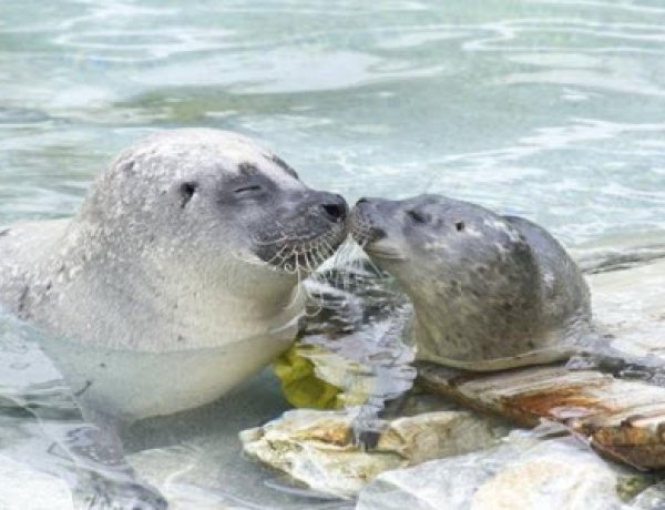 Hétvégén nyit a Nyíregyházi Állatpark - Az interneten olcsóbb belépőt is kínálnak!