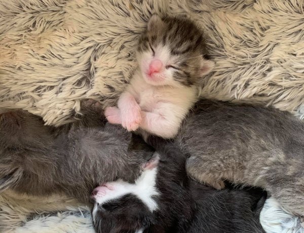 Napi cuki: kis yorki őrzi az árván maradt öt cica álmát! Elolvad a szív!