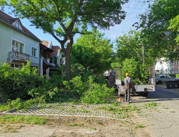 Favágás a Pacsirta utcán - A vezetékek mellett a közvilágítást is zavarta a növényzet
