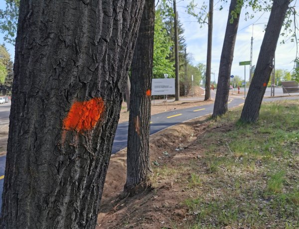 Favágás lesz a Kemecsei úton - Jelzőőrök irányítanak pénteken