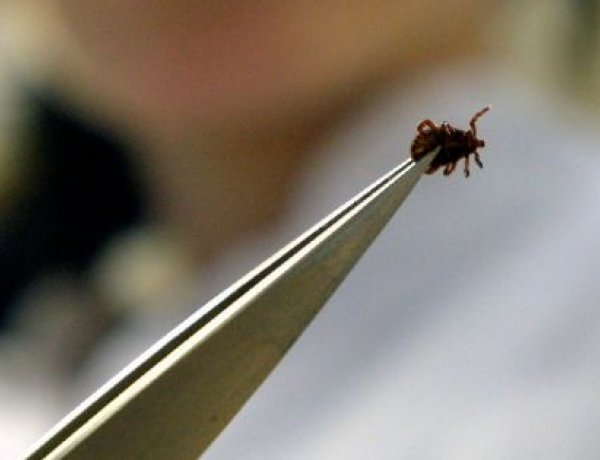 Kullancscsípés is okozhat a koronavírus-fertőzéséhez hasonló tüneteket