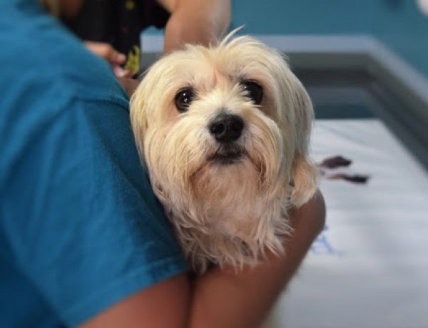 A veszélyhelyzet alatt az állatorvosok receptjeiket online is kiadhatják