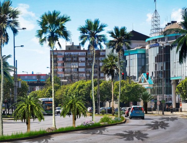 Beköltözött a mediterrán hangulat Nyíregyházára! Micsoda pálmafák szegélyezik a várost!