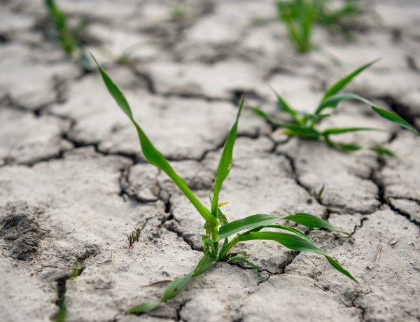 Veszélyeztetheti az idei  gabona- és repcetermés mennyiségét a csapadékhiány
