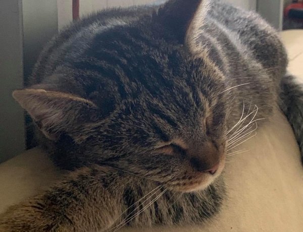 Sanyinak, az elveszettnek hitt macskának 6 napig tartott az útja, 400 km-t tett meg