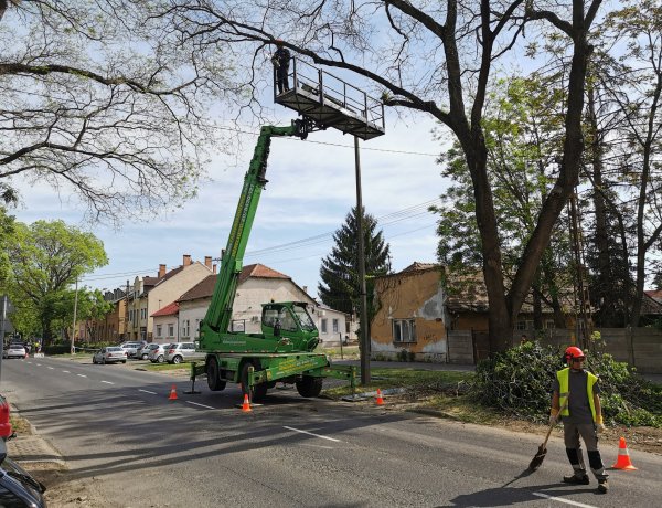 Favágás a Szarvas utcán - a veszélyes ágakat emelőkosárból távolítják el