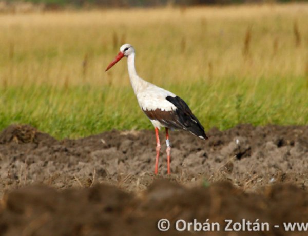 Közel negyedével csökkent a hazai fehérgólya-állomány az utóbbi öt évben