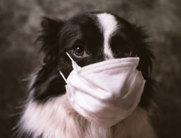 Parazitajárvány fenyegeti a kutyákat - Évről évre több kutya lehet érintett