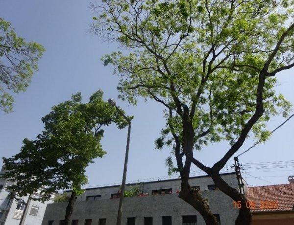 Szárazolás és koronaalakítás zajlik a Szarvas utcán, jellemzően gallyakat távolítanak el