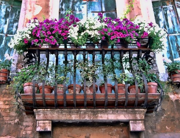 Virágos balkonok, virágos kertek – Virágos Magyarország verseny a lakosság részére