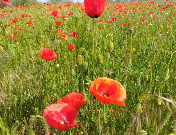 Meseszép pipacsmező! Fotókon a gyönyörű természet Nyíregyháza határában!