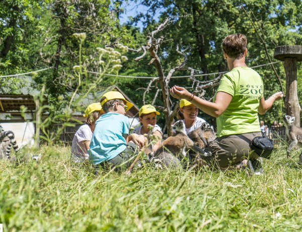 Idén is lesz Zoosuli! Ettől az évtől kezdve online lehet jelentkezni!