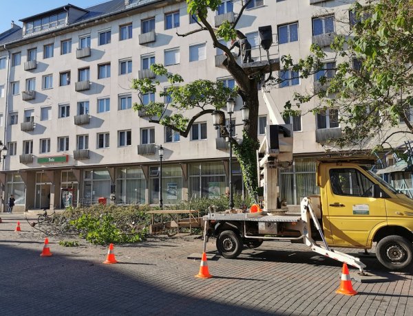 Favágási munkálatokat végeznek a város több pontján a NYÍRVV munkatársai