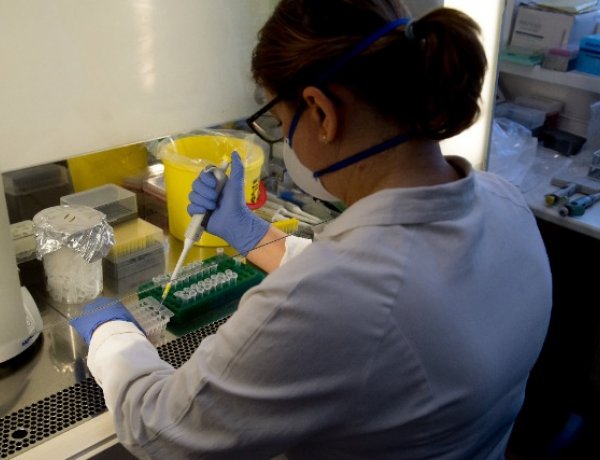 Majomkísérletek visszaigazolták egyes oltóanyagok hatékonyságát