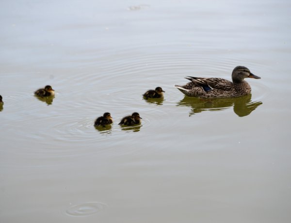 Nehéz cukibbat elképzelni! Kiskacsák lubickolnak a Sóstói-tóban!