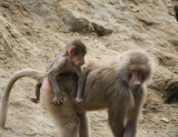Igazi bébi bumm a páviánok dombján - Tíz kis állat is született
