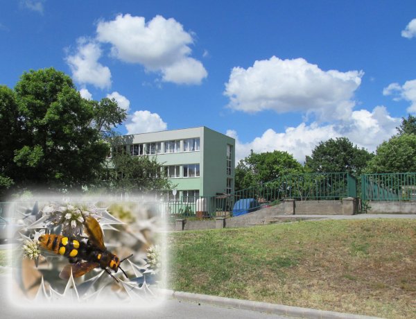 Tőrösdarazsak Nyíregyházán - Figyelmezteti a lakosságot a NYÍRVV Nonprofit Kft.