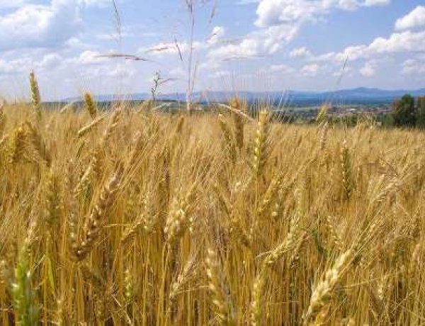 A múlt heti esők sem szüntették meg az aszályhelyzetet - Nem javított a búzahozamon az eső
