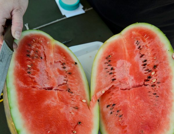 A húsvét utáni fagyok ellenére van remény a jó hazai dinnyeszezonra