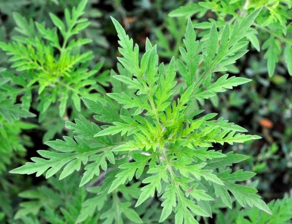 Parlagfű-mentesítési kampányt indít a Nemzeti Élelmiszerlánc-biztonsági Hivatal