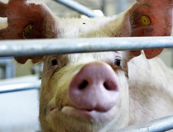 Vásártéri tilalom a házi sertések bevitelére – Mindenkit kérnek a szabályok betartására!