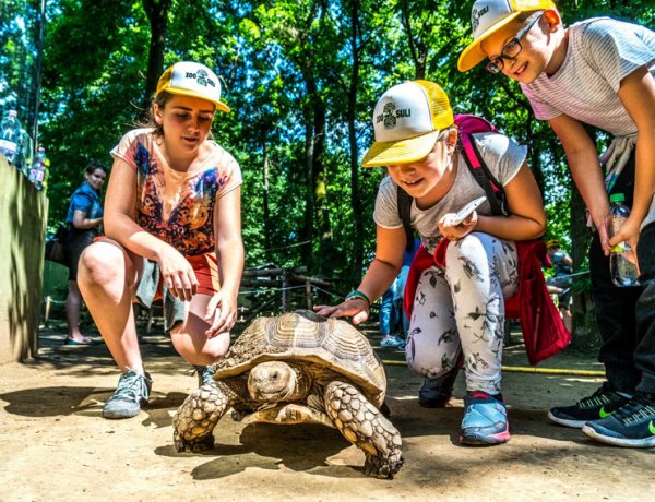 Idén is megtartják a Zoosulit a Nyíregyházi Állatparkban    