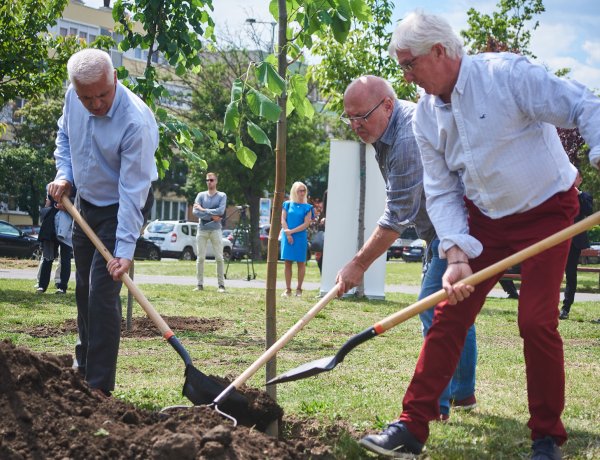 Újabb 120 előnevelt facsemetével lesz gazdagabb a város faállománya