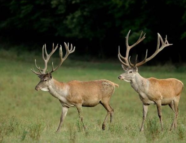 Kovács Zoltán: A vadászati turizmus nagy bevételt termelő ágazat