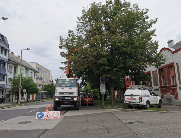 Üzemzavar elhárítása - Egy leszakadt faág miatt szünetelt az áramszolgáltatás 