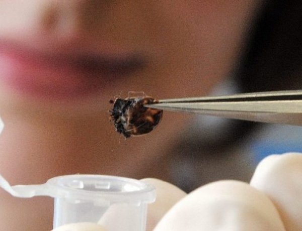 Eltűnőben vannak a Lyme-kórt és a vírusos agyhártyagyulladást terjesztő kullancsok