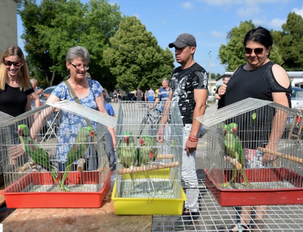 Ma átmenetileg mini állatkert nyílt a Fokos utcai Piacon! Képeken a börze!