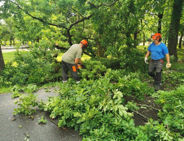 Ágat tört a viharos szél - Sóstón az úttestre került a tölgyfa egyik ága