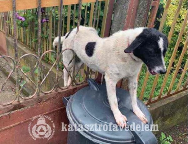 Kutyát mentettek a nyíregyházi hivatásos tűzoltók - Vaskerítés rácsai közé szorult