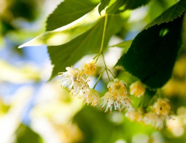 A Nyíregyházi Tankerületi Központ 84 facsemetét adományozott a nyíregyházi iskoláknak