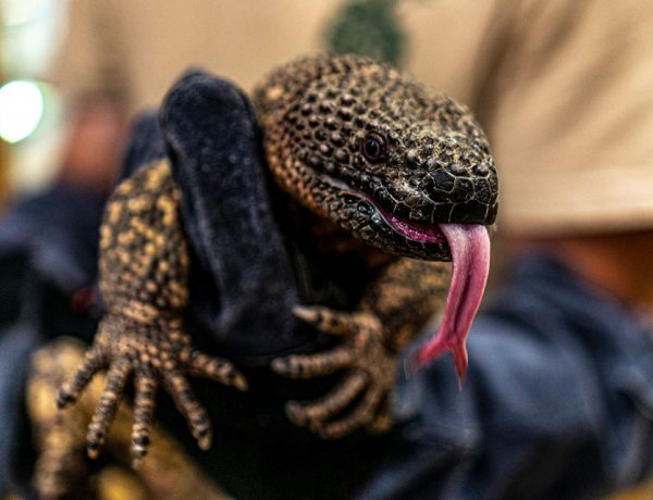 Ritka, mérgező harapással bíró hüllő érkezett a Nyíregyházi Állatparkba