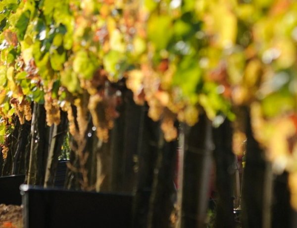 Hétfőtől pályázhatnak a szőlészek-borászok - A támogatás összértéke 2,5 milliárd forint