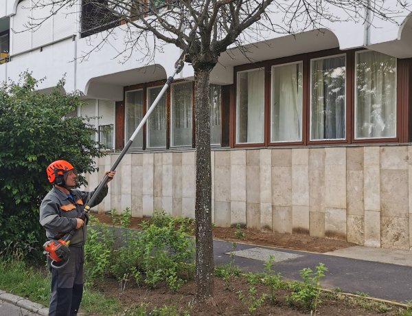 Ágakat vágtak a Bessenyei téren - Balesetveszélyesek voltak a fák