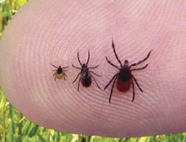 A városi parkokat is érinti a kullancsveszély - Érdemes elővigyázatosnak lenni