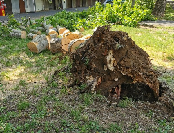 Kidőlt fák a város több pontján - Komoly károkat okozott az erős szél a napokban