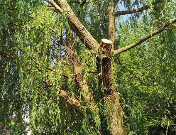 Kitört fák, leszakadt ágak a város több pontján - Károkat okozott a viharos időjárás