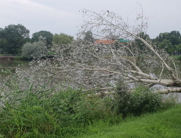 A fákat sem kímélte a pénteki vihar - A Sóstói tóba dőlt a nagy szél miatt